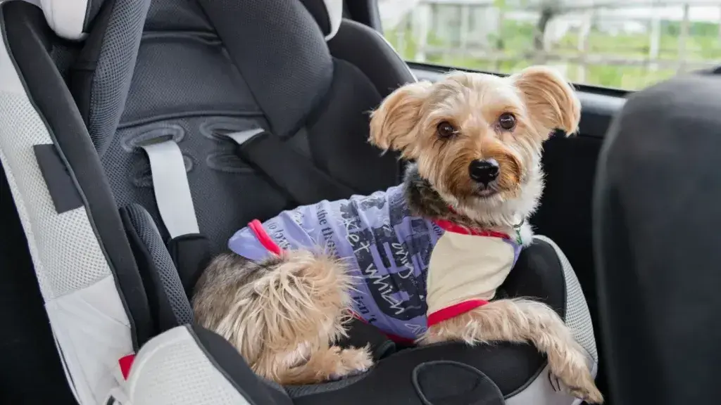 A Dog Car Seat Is More Secure