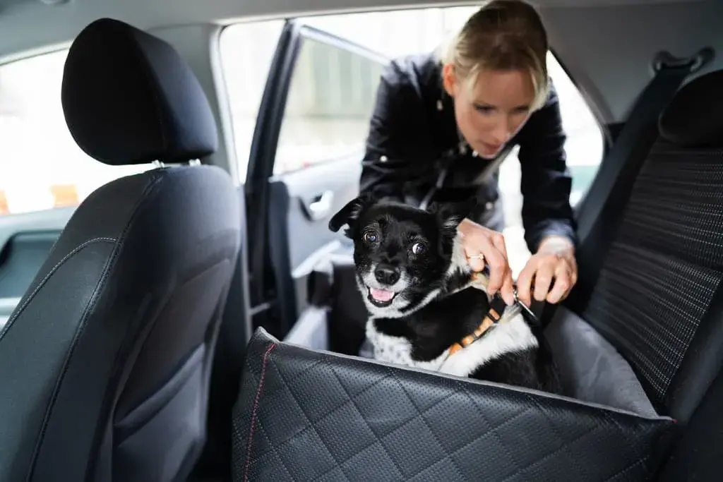 In the Car, Dogs Are Dangerous to Themselves