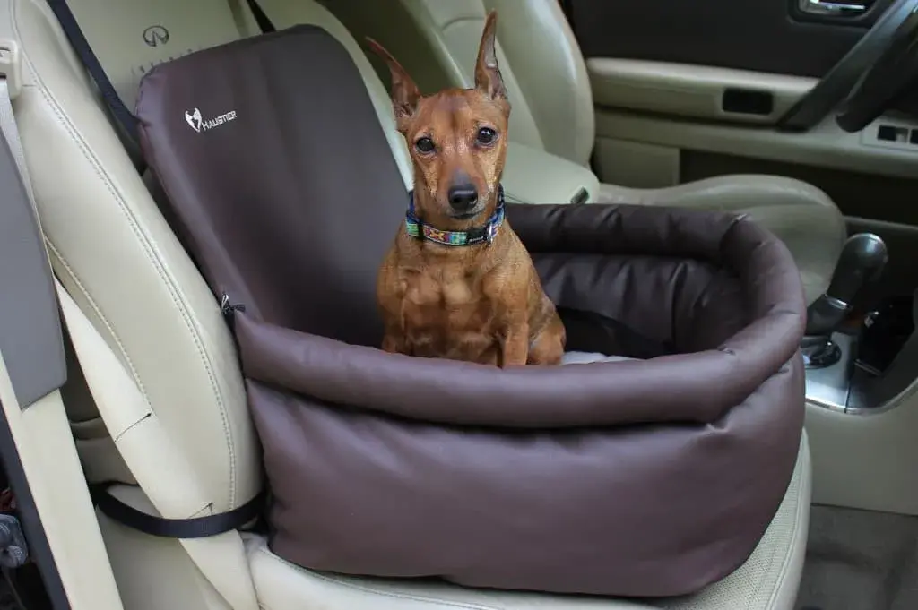 You're More Distracted If Your Dog Isn’t in a Car Seat!
