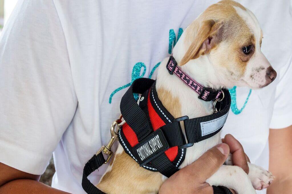 Are Vests Required for Emotional Support Dogs?