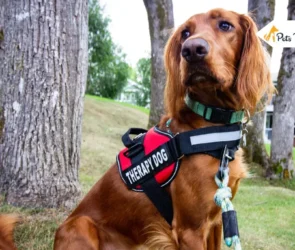 Emotional Support Dog Harnesses