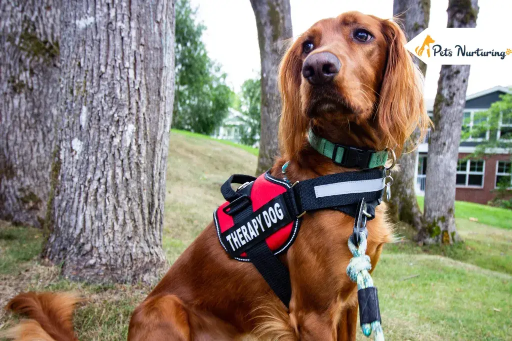 Emotional Support Dog Harnesses
