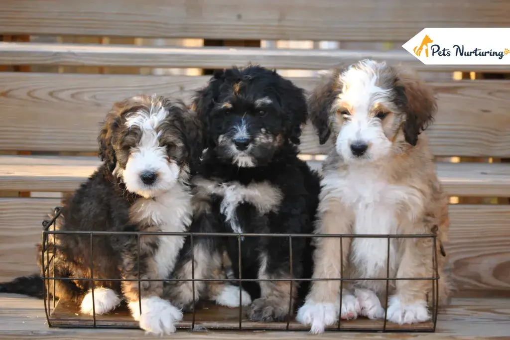 Full Grown Bernedoodles Size