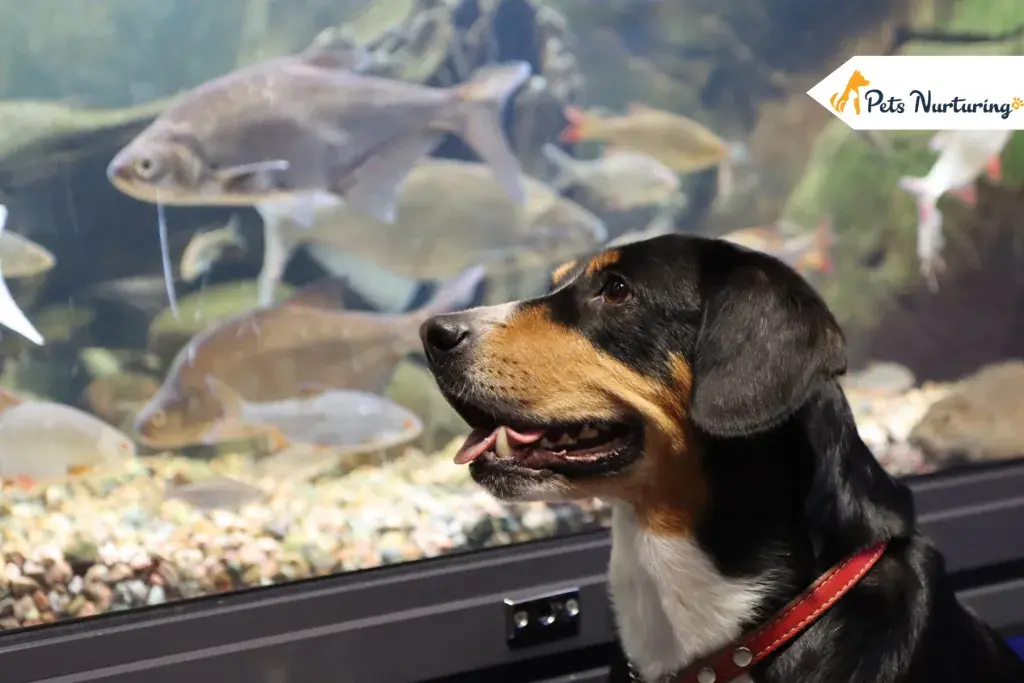 Keep your dog away from fish tank