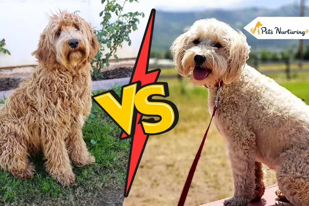 Labradoodle Vs Goldendoodles