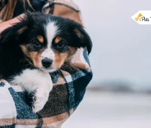 Mini Australian Shepherds