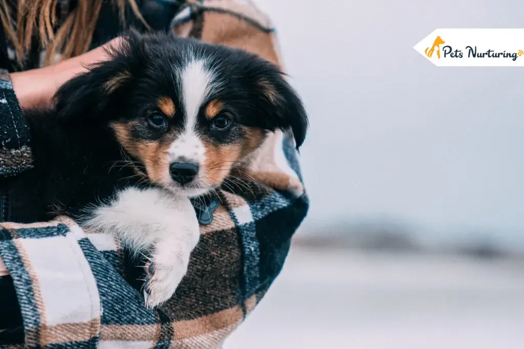 Mini Australian Shepherds