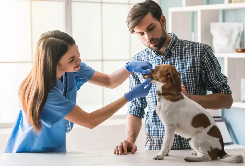 One Vet for All Your Pets