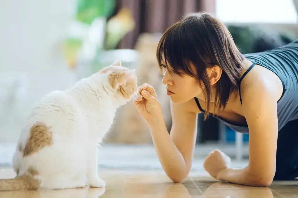 Tips for Cat Grooming at Home