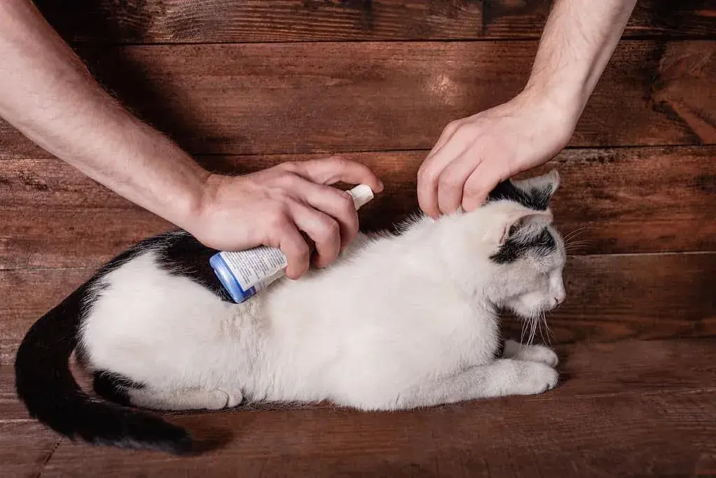 Tips for Cat Grooming at Home