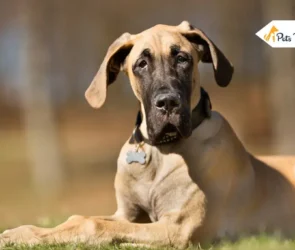 What Kind of Dog Is Scooby Doo Dogs