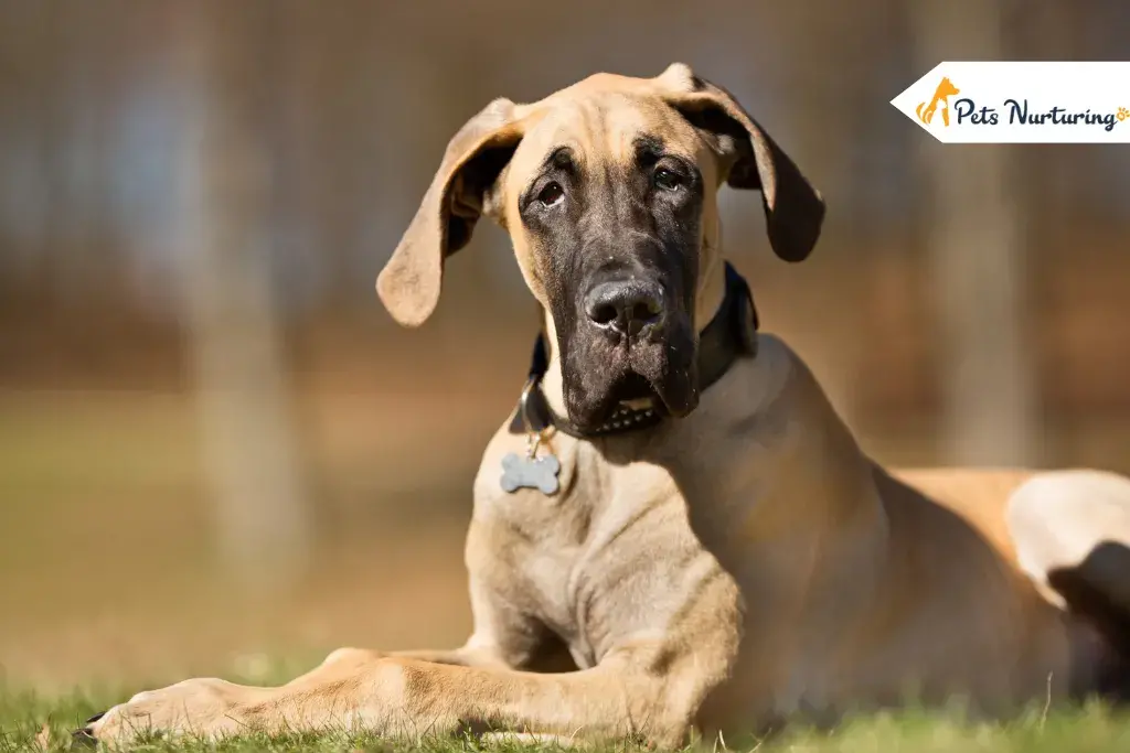 What Kind of Dog Is Scooby Doo Dogs