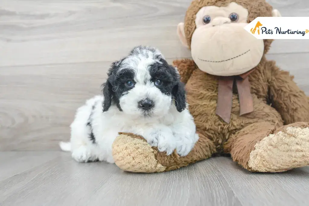 mini sheepadoodles