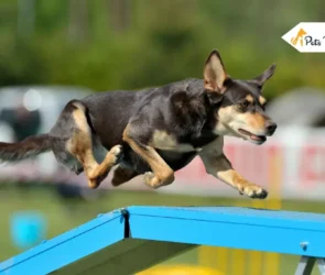 australian kelpies