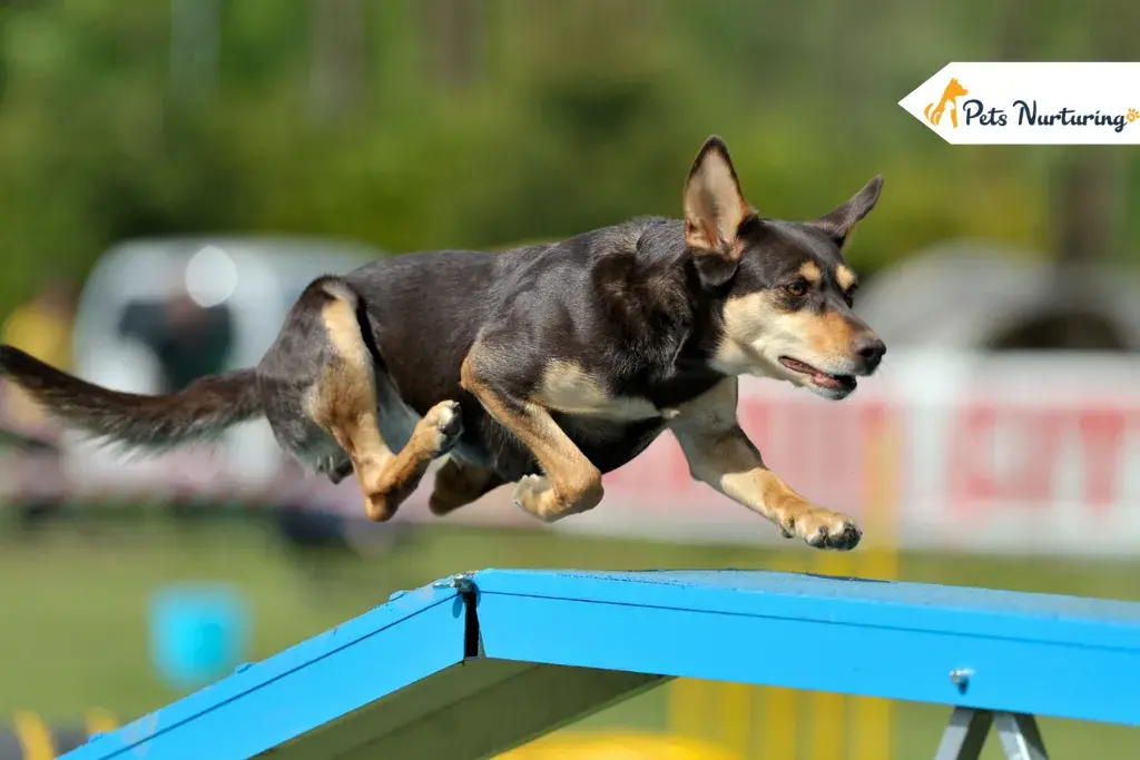 australian kelpies