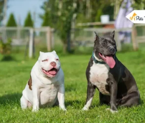 American Bulldog Vs Pitbull Terriers