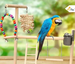 Bird Stand For Your Parrots