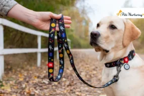 Collar for Dog