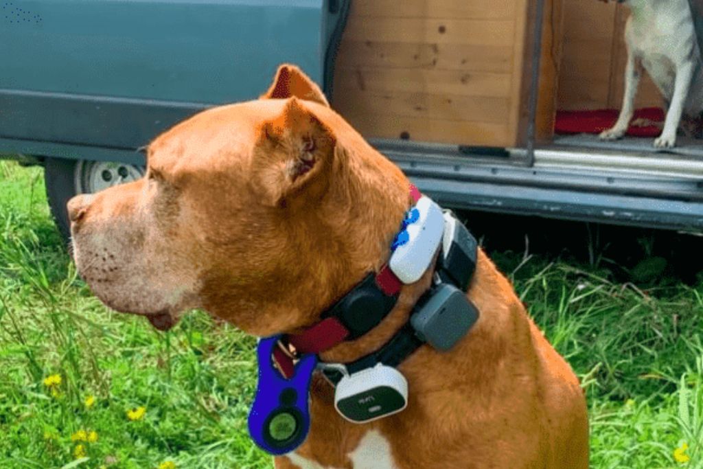 Allow to Put GPS Tracking and ID Tags on Dogs
