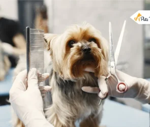 Goldendoodle Haircuts