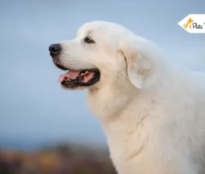 Great Pyrenees Dogs