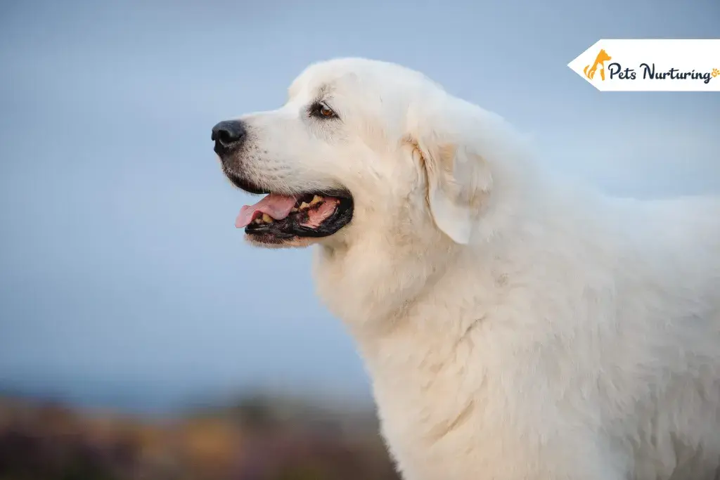 Great Pyrenees Dogs