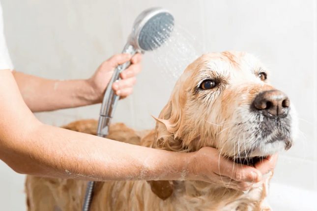 How to Groom a Golden Retriever