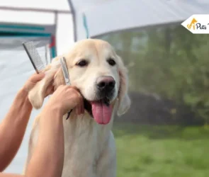 How to Groom a Golden Retrievers