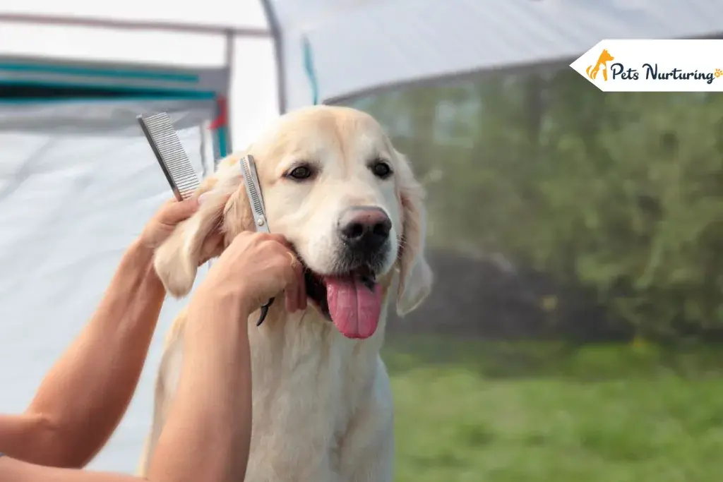 How to Groom a Golden Retrievers
