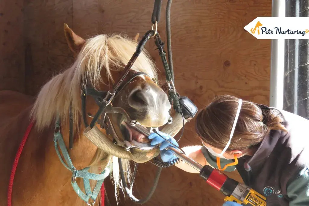 How to Improve Your Horse’s Dental Healths