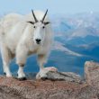 Huge Muscular Mountain Goat