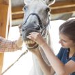 Improve Your Horse’s Dental Health