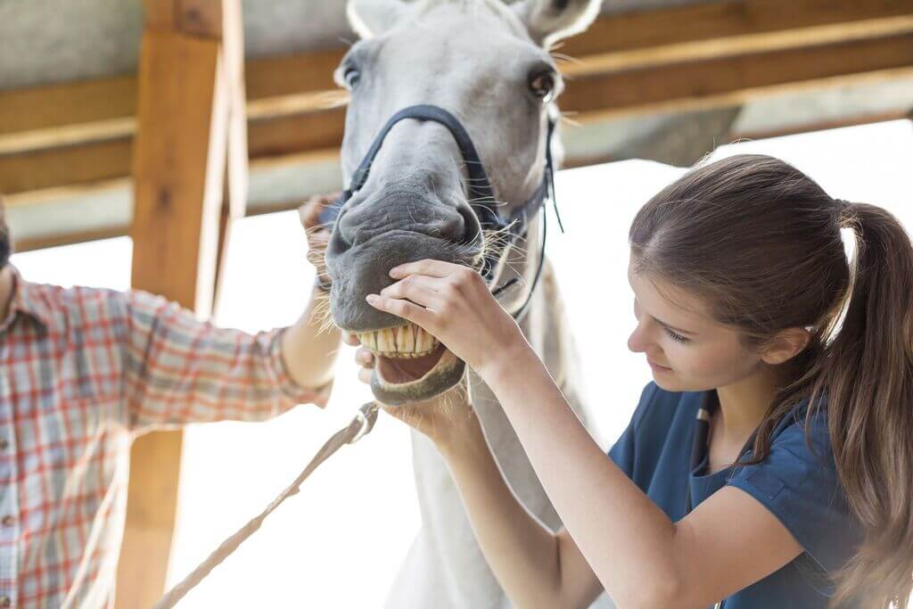 Improve Your Horse’s Dental Health
