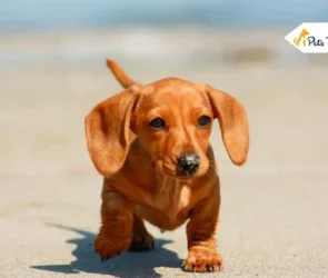 Mini Dachshund Puppy