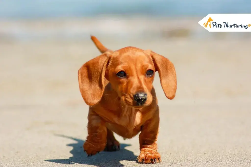 Mini Dachshund Puppy