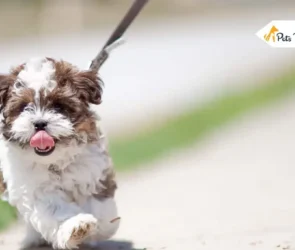 Shorkie Dogs