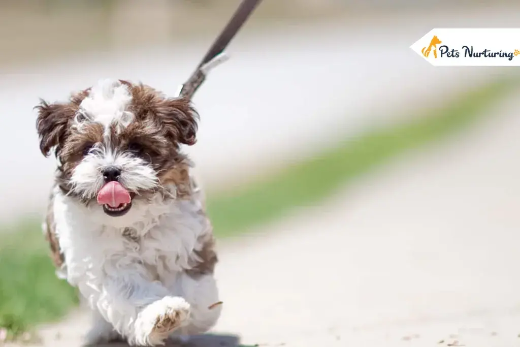Shorkie Dogs