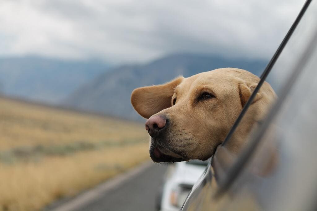 Taking a Dog on a Trip