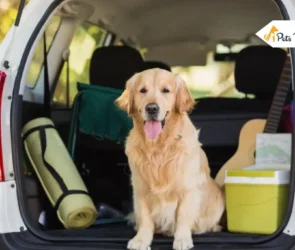 Taking a Dog on a Trips