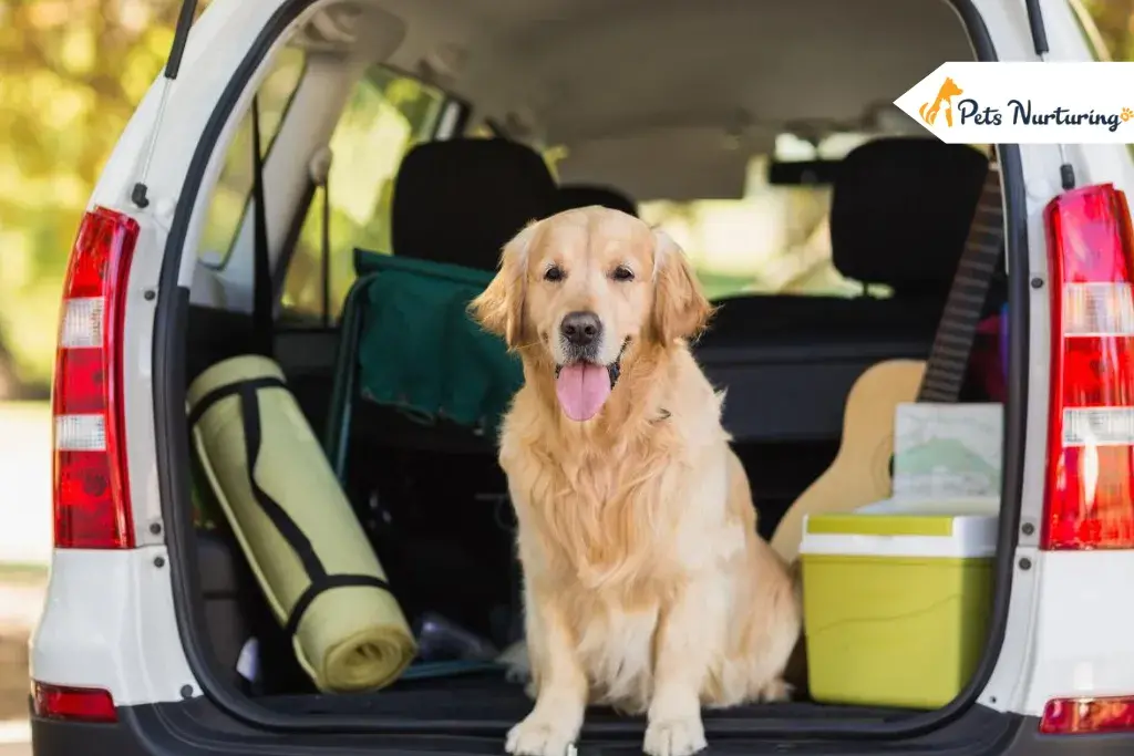 Taking a Dog on a Trips
