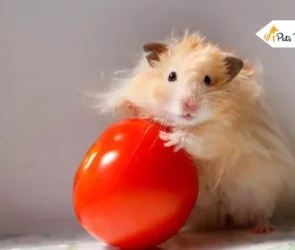 Teddy Bear Hamsters