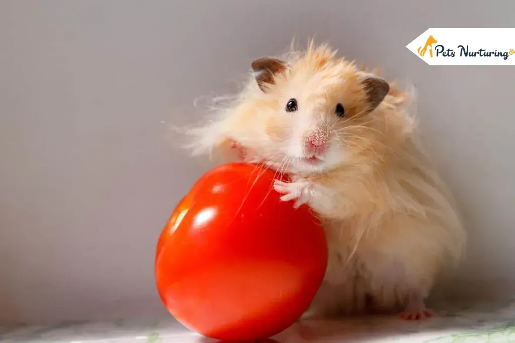 Teddy Bear Hamsters