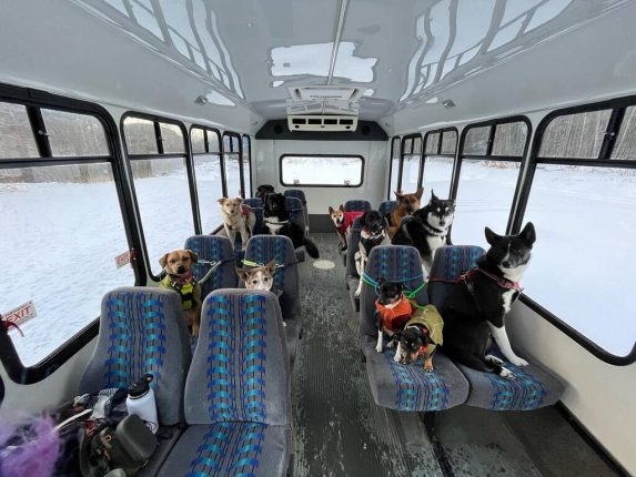These Dogs Ride a Bus Like Humans 1