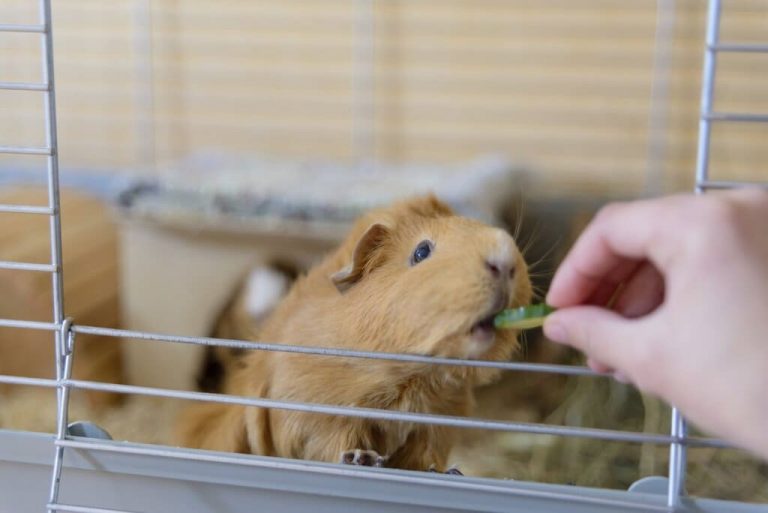 5 Things to Add to Your Guinea Pig’s Cage to Make Them Happy Pets