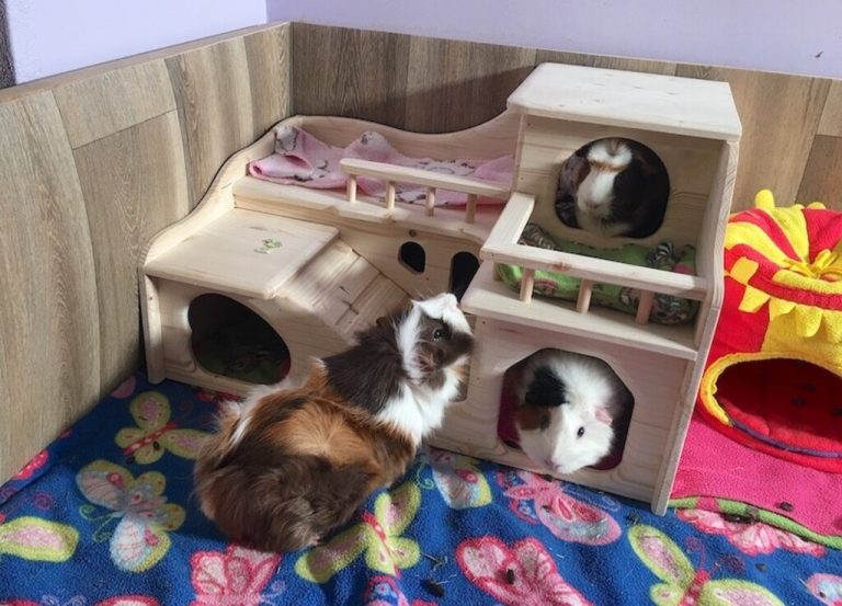 5 Things to Add to Your Guinea Pig’s Cage to Make Them Happy