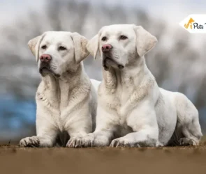 White Dog Breed