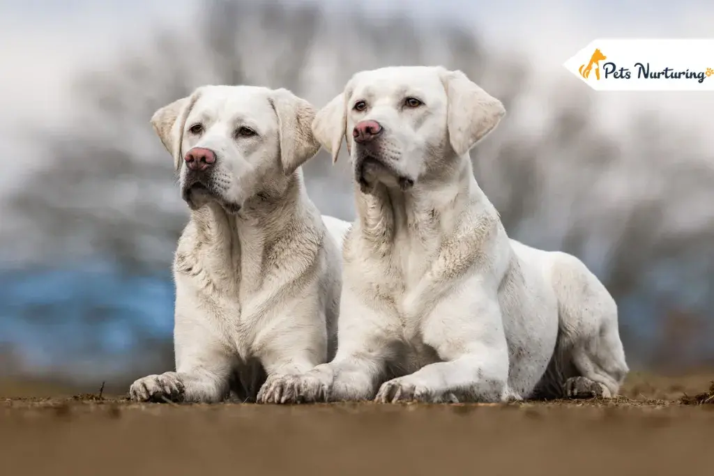 White Dog Breed