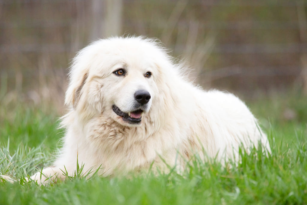 great pyrenees