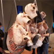Blue Whale Heart
