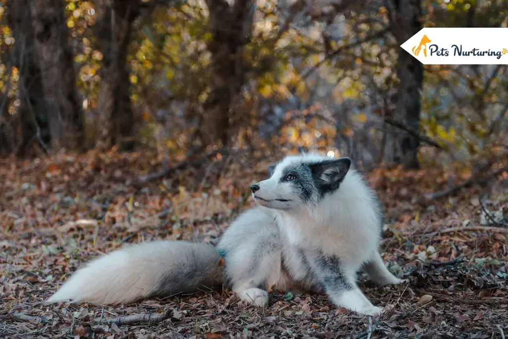 Canadian Marble Foxes